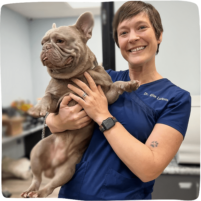 smiling female veterinarian holding bull dog