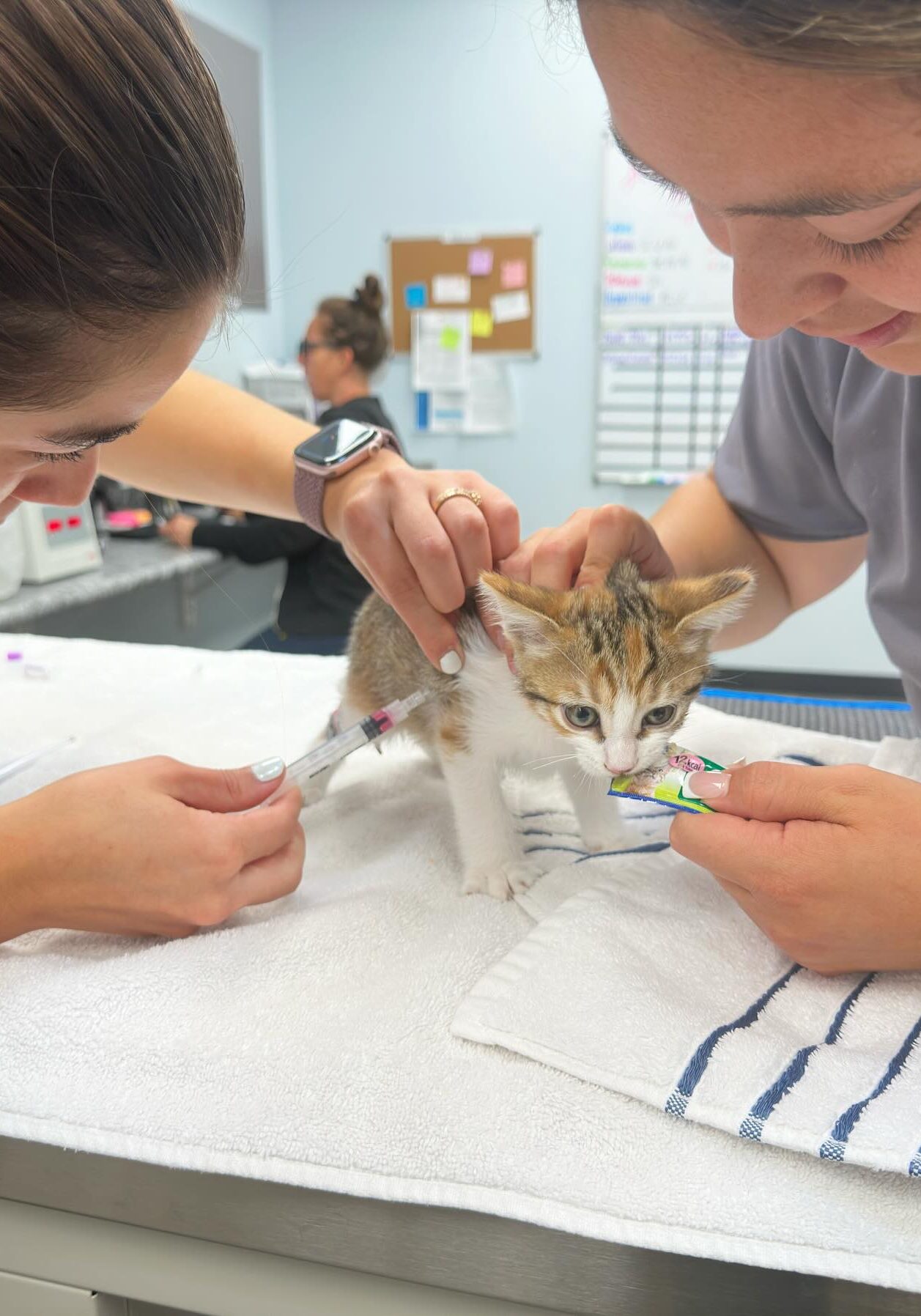 two female veterinary technicians giving kitten vaccine